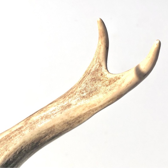 Deer Antlers - Picture 7 of 15